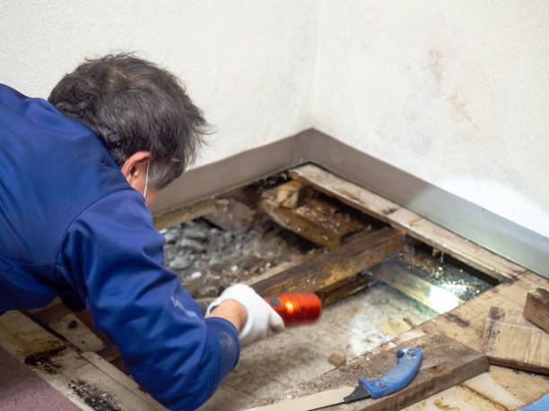 Best Mold Removal Company Near Me  in Gibraltar, MI