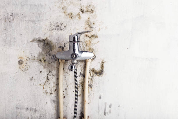 Best Same-Day Mold Removal  in Gibraltar, MI