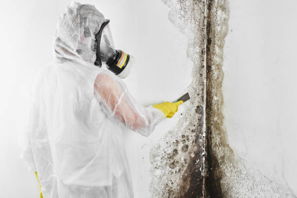 Best Certified Mold Removal  in Gibraltar, MI