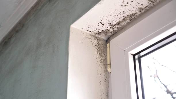 Best Crawl Space Mold Removal  in Gibraltar, MI