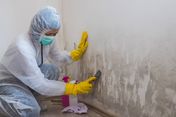 Best Residential Mold Removal  in Gibraltar, MI