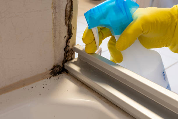 Best Mold Remediation  in Gibraltar, MI