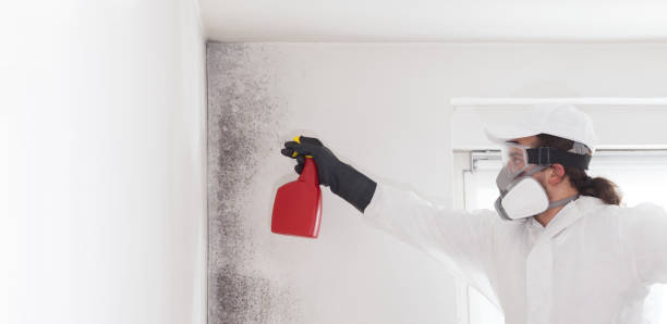 Best Professional Mold Removal  in Gibraltar, MI