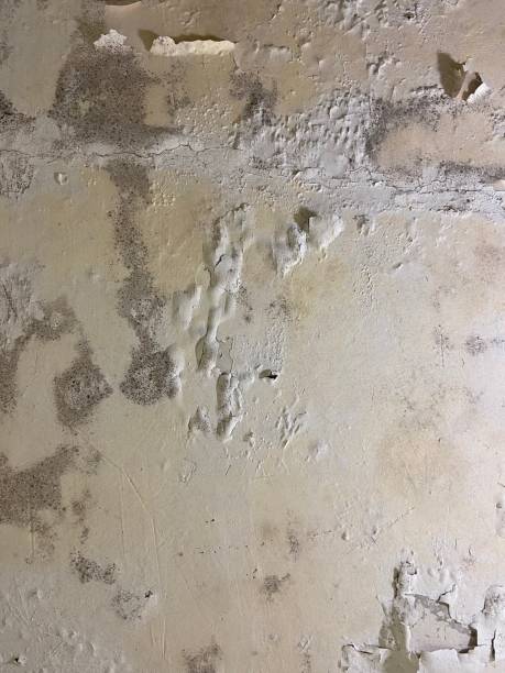 Best Mold Testing  in Gibraltar, MI