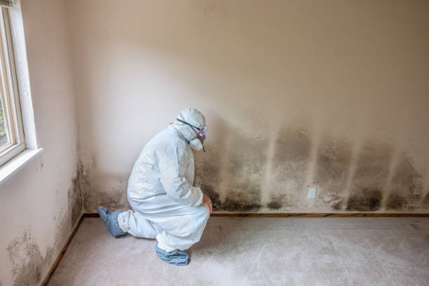Best Office Mold Removal Services  in Gibraltar, MI