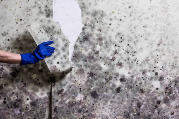 Best Mold Cleaning Services  in Gibraltar, MI