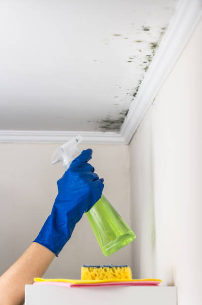 Best Commercial Mold Removal  in Gibraltar, MI