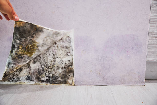Office Mold Removal Services in Gibraltar, MI